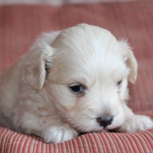 Meet your Posher, Linda